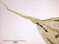 灰羽苔藏品圖，第5張